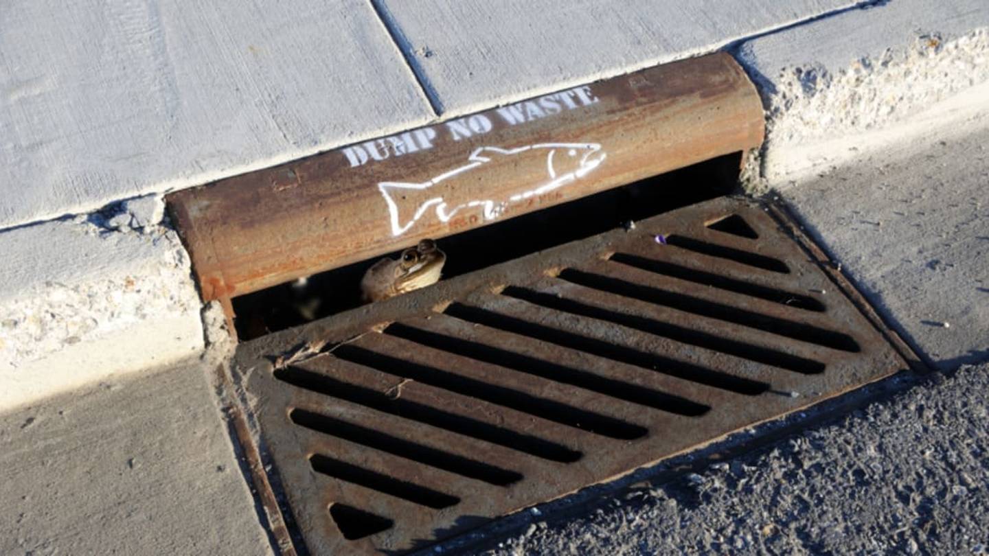 Frogs Use Storm Drains for Better Mating Calls