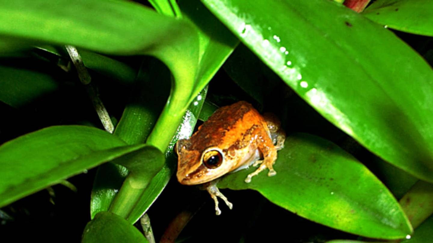 Hawaii's Big Island Is Overrun With Loud Frogs From Puerto Rico