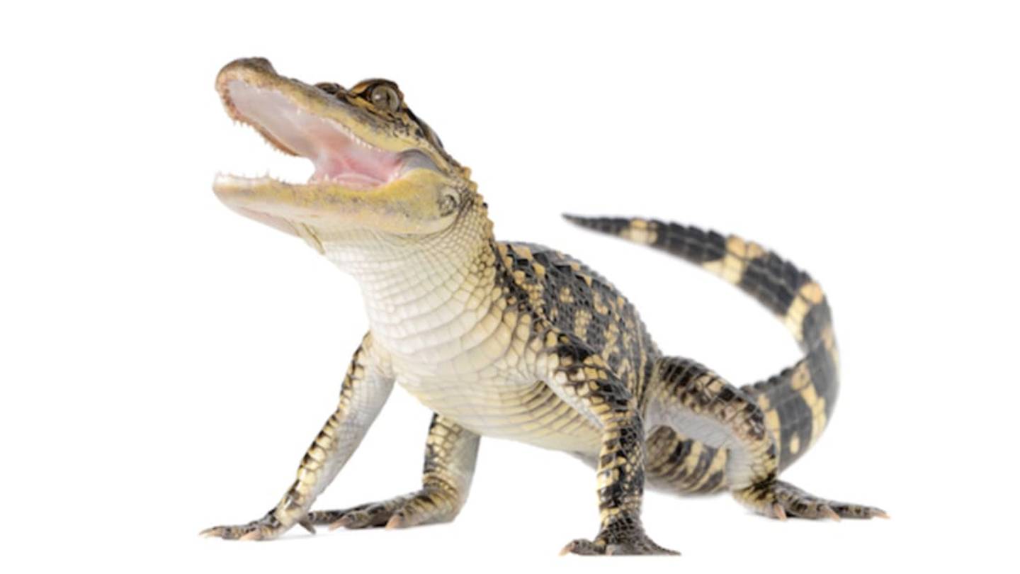 Why Do Alligators Fall Asleep if You Rub Their Bellies?