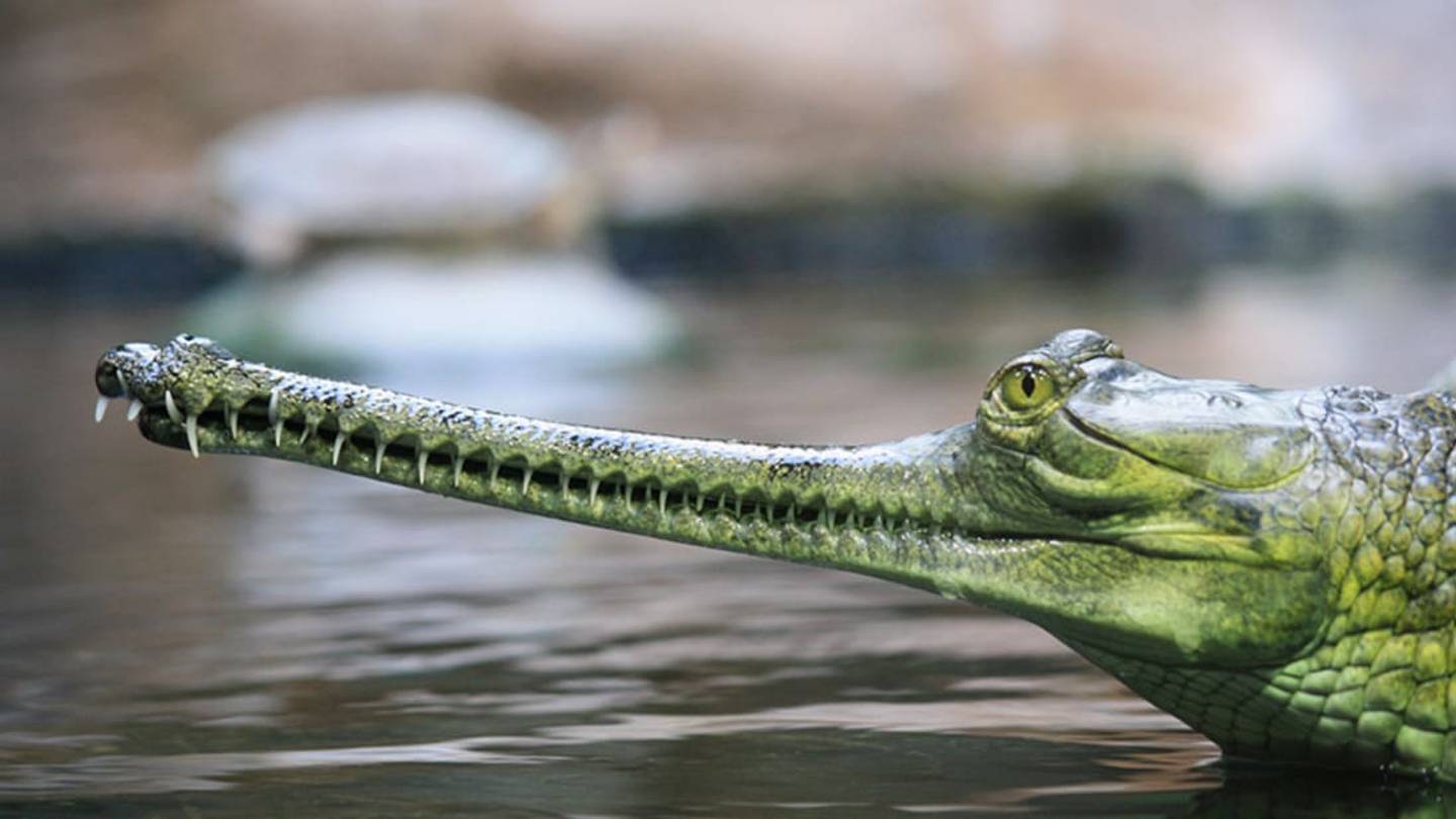 11 Toothy Facts About Gharials