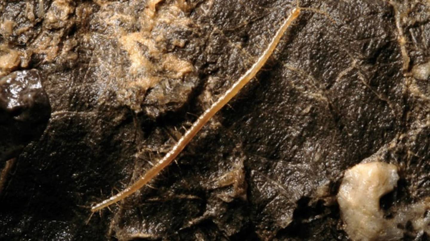Earthâs Deepest-Dwelling Centipede Discovered in Croatia
