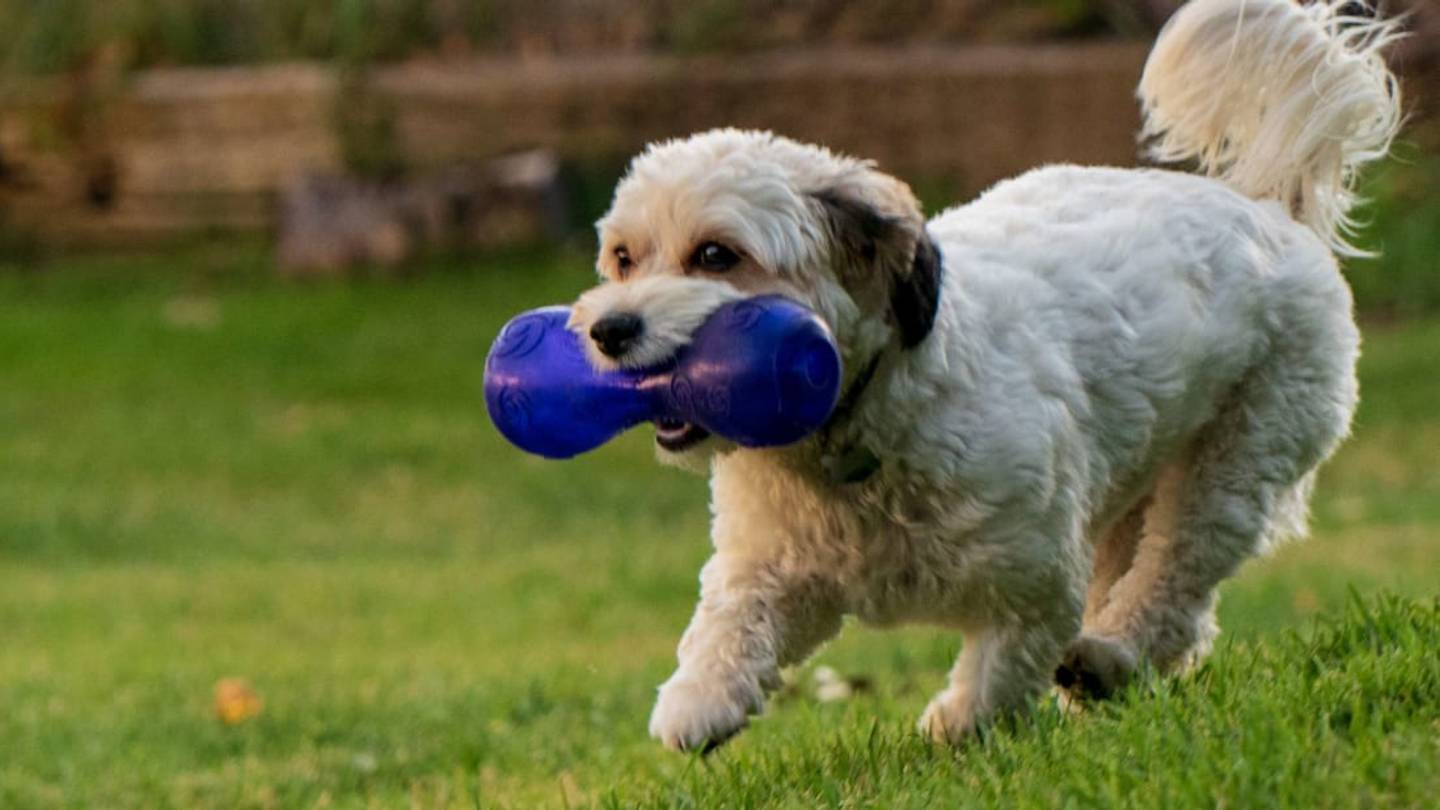 Why Do Dogs Love Toys That Squeak?