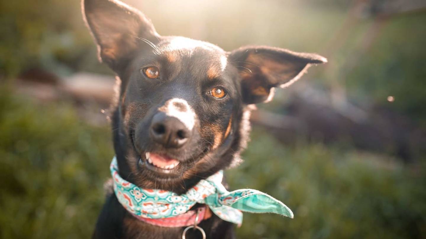 Microsoft's Breed Identifier Tool Is Like Shazam for Dogs