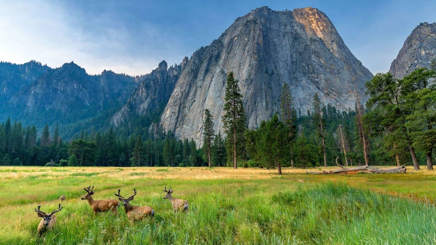 Closed to Tourists, Yosemite National Park Is Reclaimed by Native Wildlife