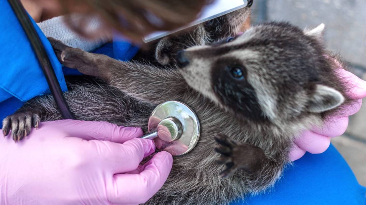 A Custom Wheelchair Allowed This Brain-Injured Baby Raccoon to Walk Again
