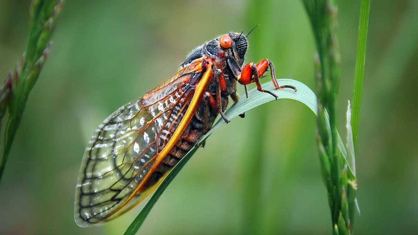 A Psychotropic Fungus Is Eating Away Cicadas' Genitalia and Boosting Their Sex Drive