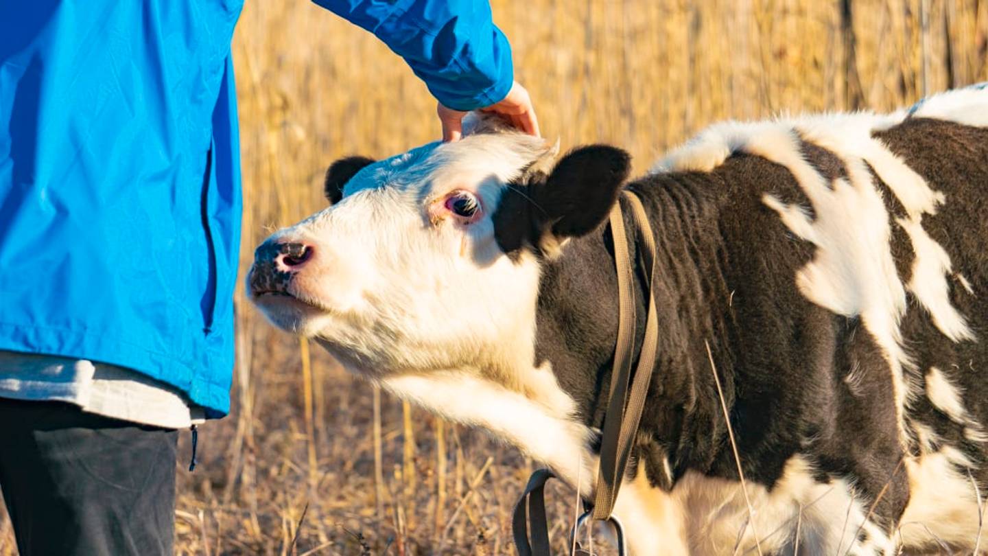 You Can Pay to Cuddle Cows at This New York Farm