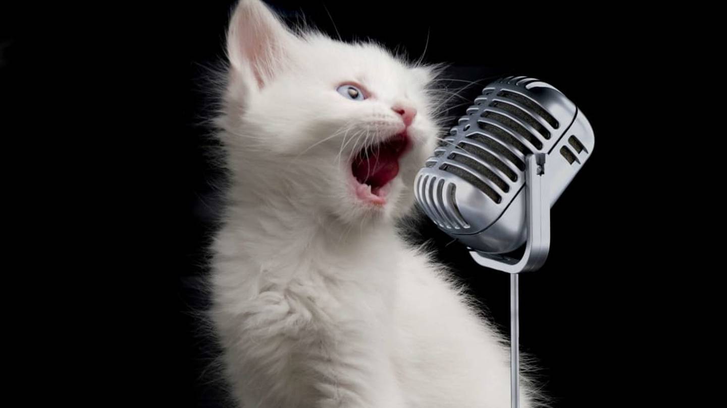 If You've Always Imagined What 'Bohemian Rhapsody' Would Sound Like If Sung By Cats, Wonder No More