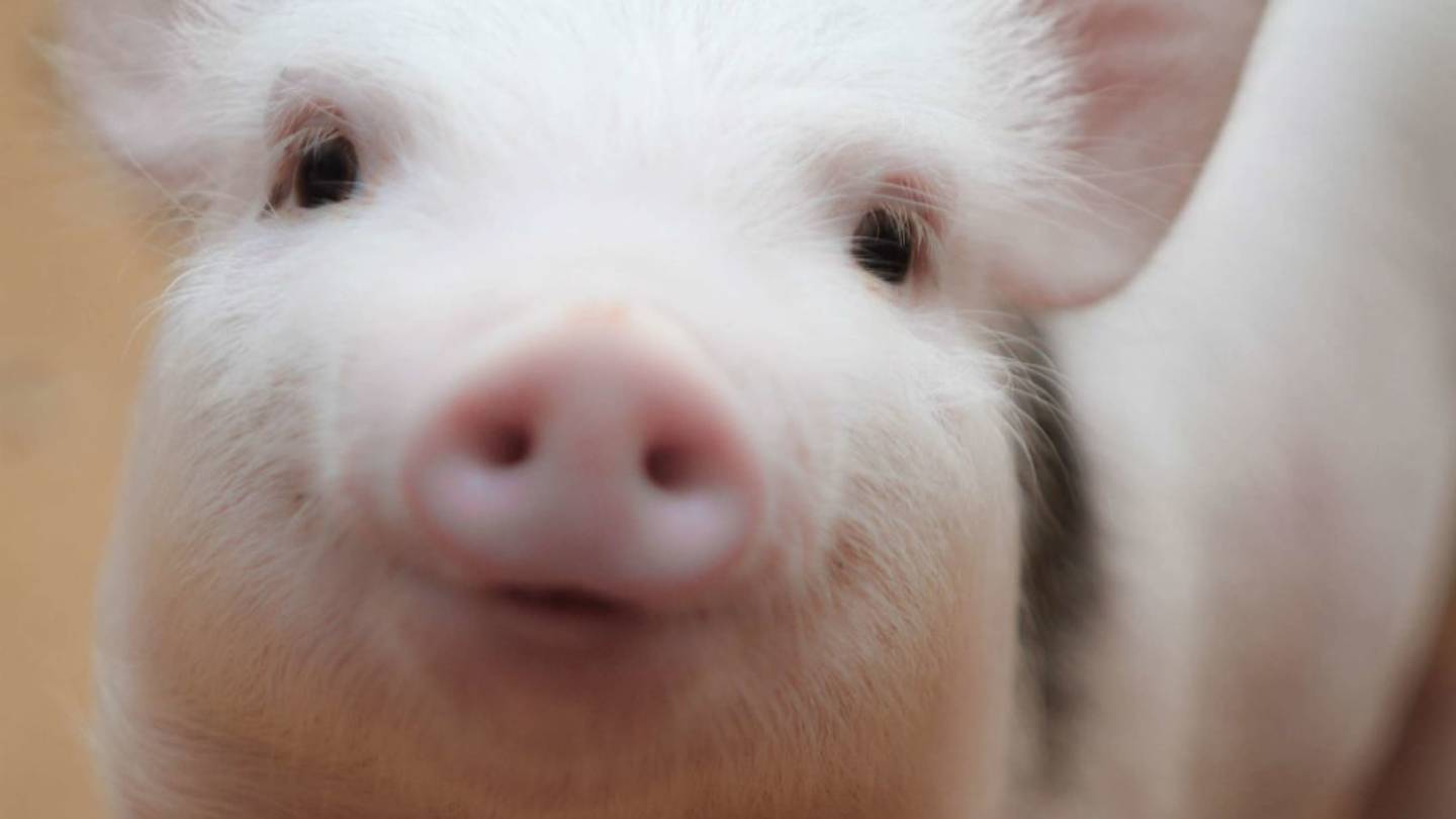 Meet LiLou: The World's First Airport Therapy Pig