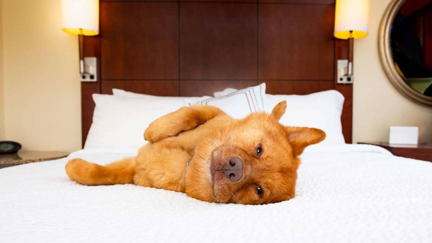 Mississippi Hotel That Lets Guests Foster a Dog During Their Stay Has Found Forever Homes for 60 Pups