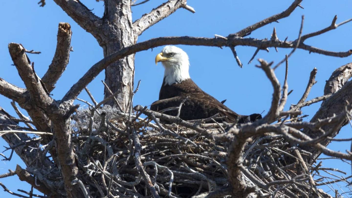 A Bald Eagle Nest With Eggs Has Been Spotted on Cape Cod for the First Time Since 1905