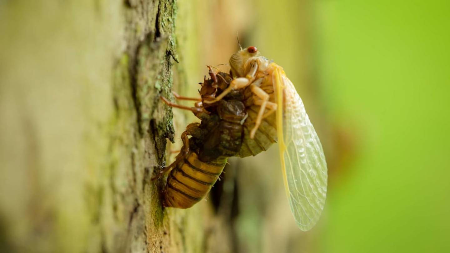 Watch a Time-Lapse Video of Brood X Cicadas Emerging