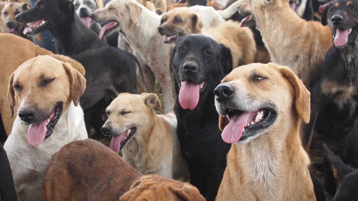 Nassau, Bahamas Woman Opened Her Home to Nearly 100 Rescue Dogs Ahead of Hurricane Dorian