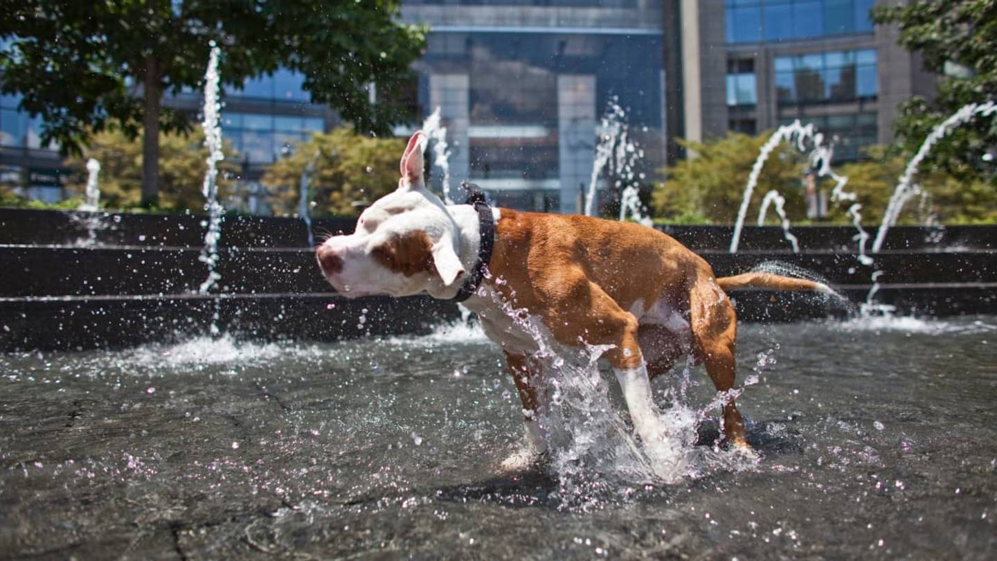 The 20 Most Pet-Friendly Cities in America