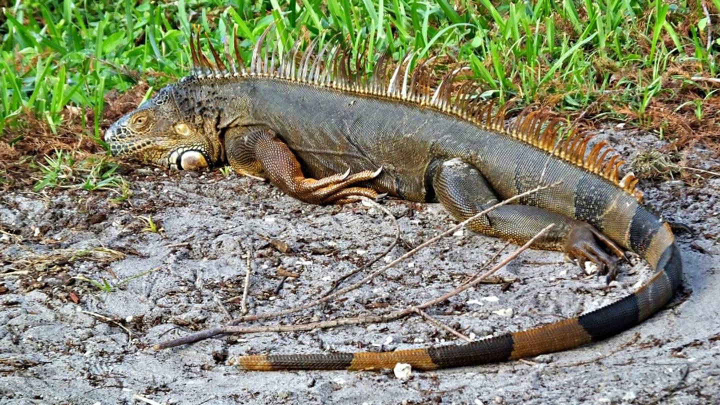 Itâs Raining Iguanas In South Florida