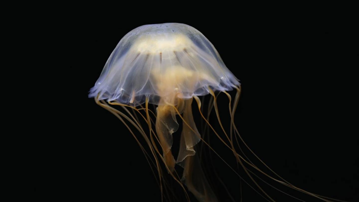 Scientists Captured Footage of the Rareâand Very LargeâPhantom Jellyfish