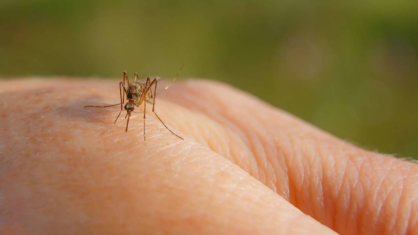 The 20 Most Mosquito-Infested Cities in America
