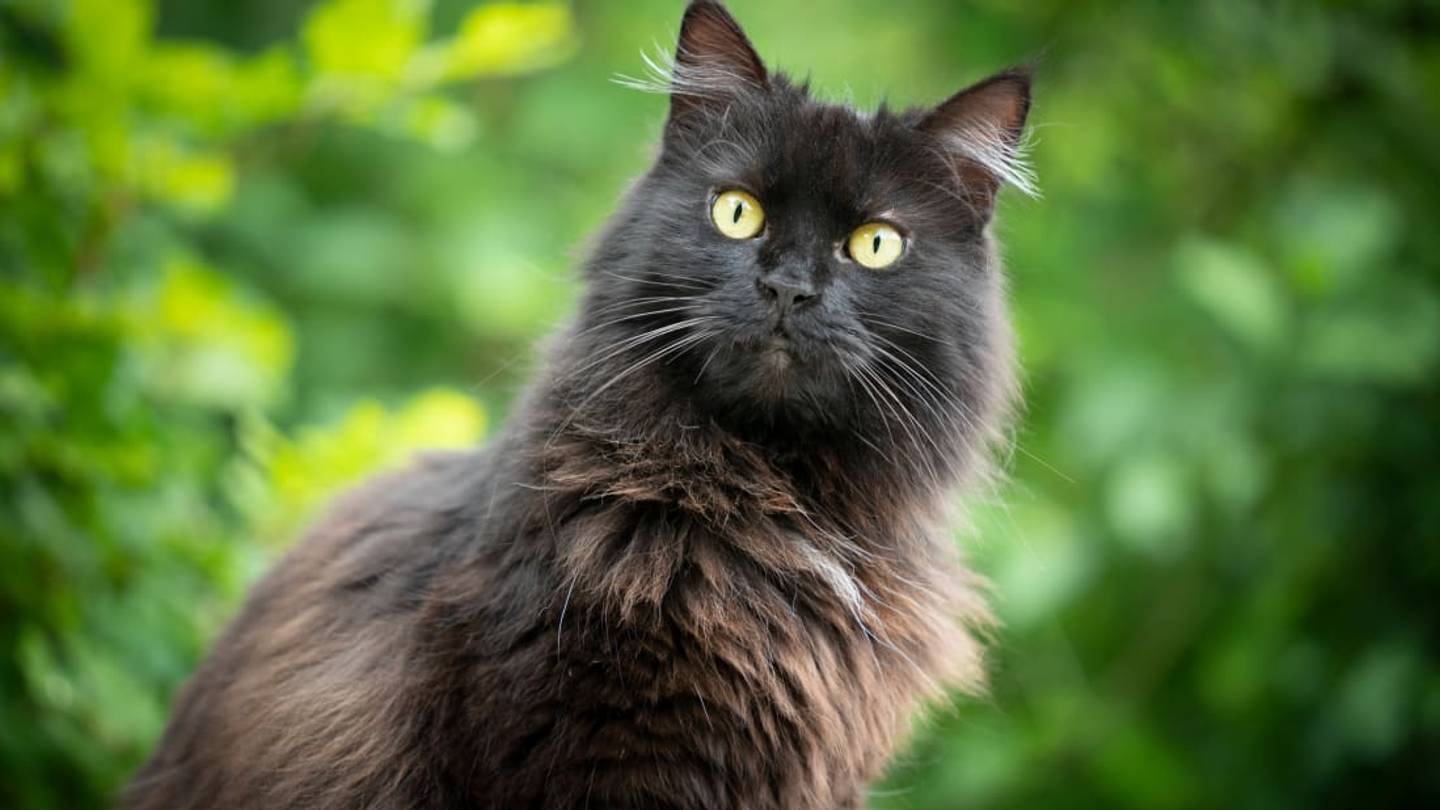 A Version of <em>Jurassic Park</em> Where the Dinosaurs Are Replaced With Giant Cats Is a Movie Weâd Pay to See