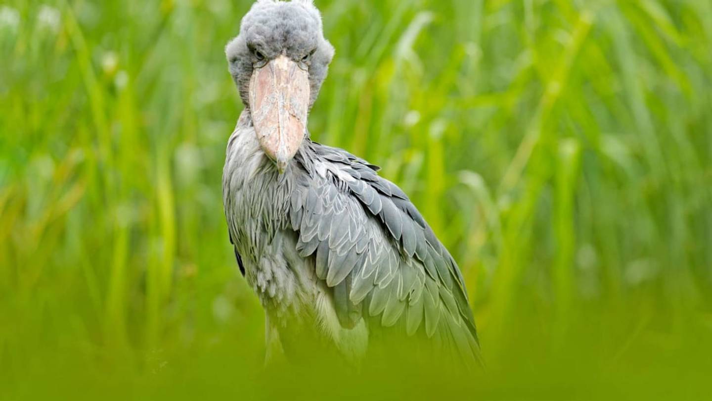 10 of the Scariest-Looking Animals in Existence