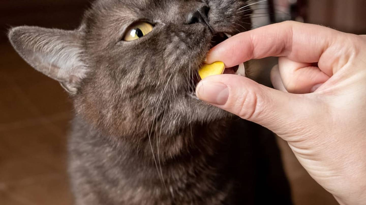 The Best Ways to Feed Medicine to Picky Cats and Dogs