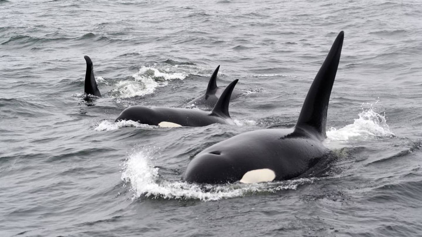 For the First Time Ever, Scientists Witnessedâand RecordedâOrcas Stalking and Killing a Blue Whale
