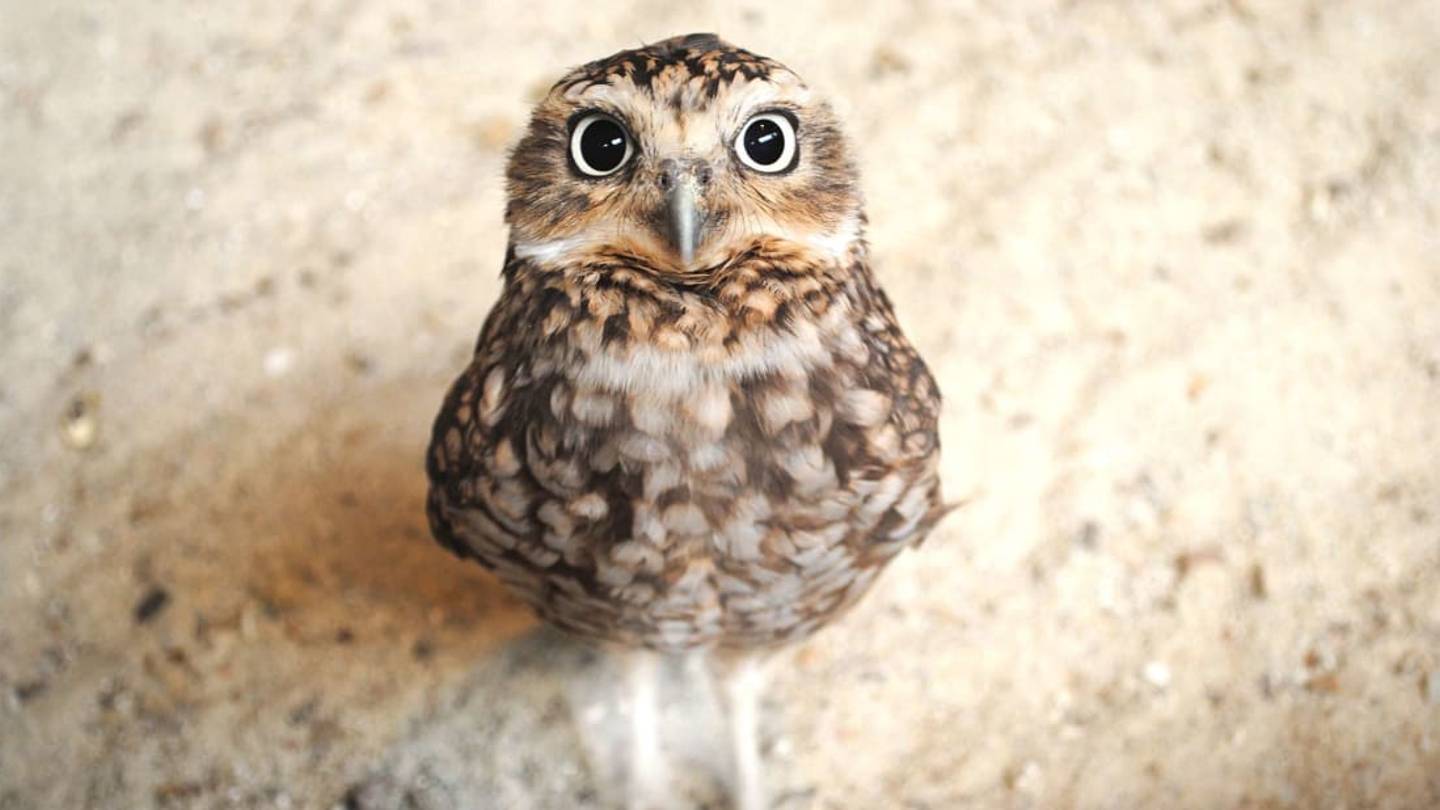 Watch Two Owls' Adorable Reaction to a Doorbell Camera