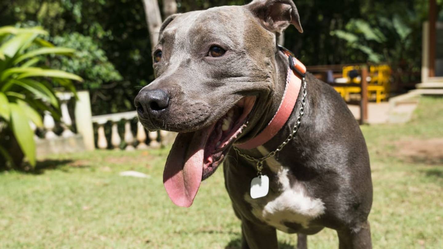 Home Insurance Providers Can No Longer Discriminate by Pet Breed in New York State