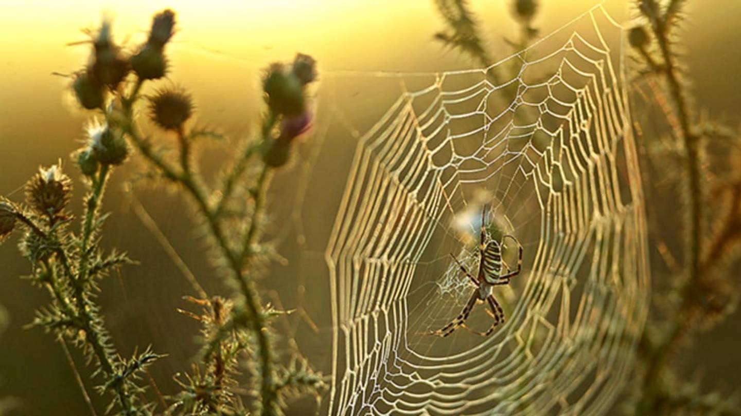 8 Silkily Engineered Facts About Spider Webs