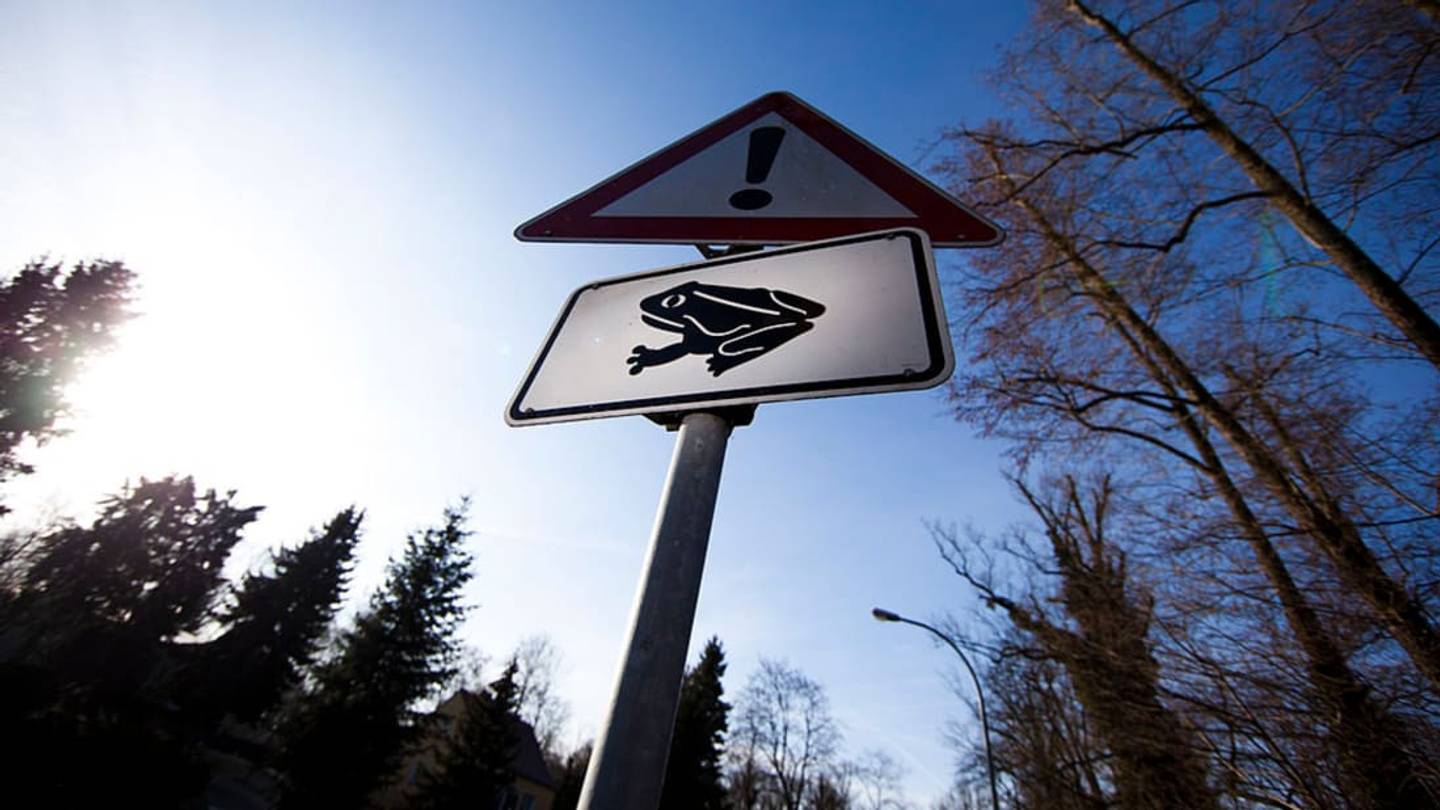 New York Warns Drivers to Watch Out for Frogs Crossing the Road