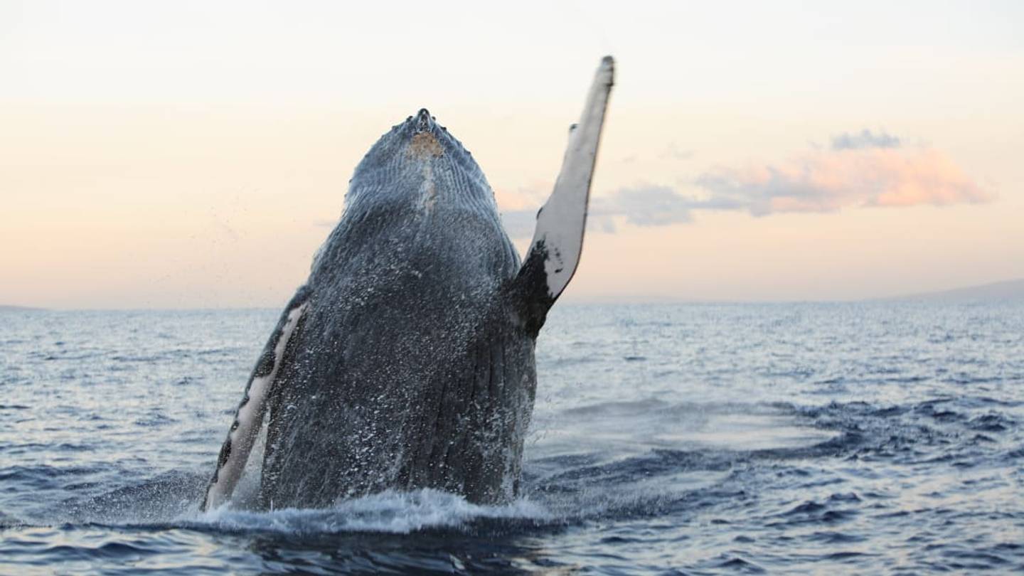 Watch a Massive Whale Breach a Few Feet Away From a Man's Boat