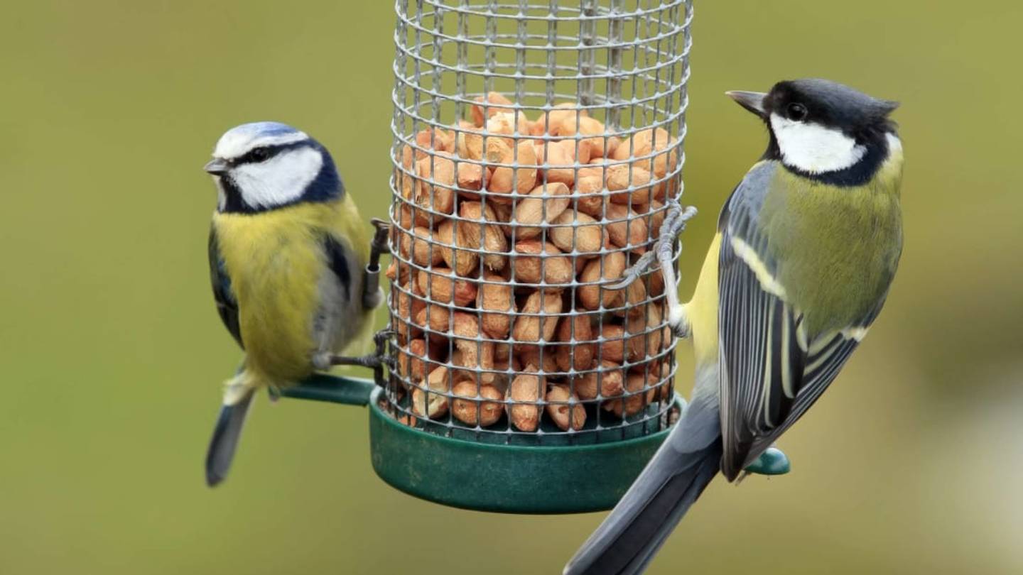 Easily Identify the Birds in Your Backyard With the Cornell Ornithology Lab's Free Merlin App