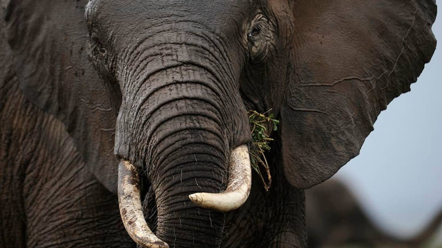 The Key to Cancer Prevention May Lie Within Elephants