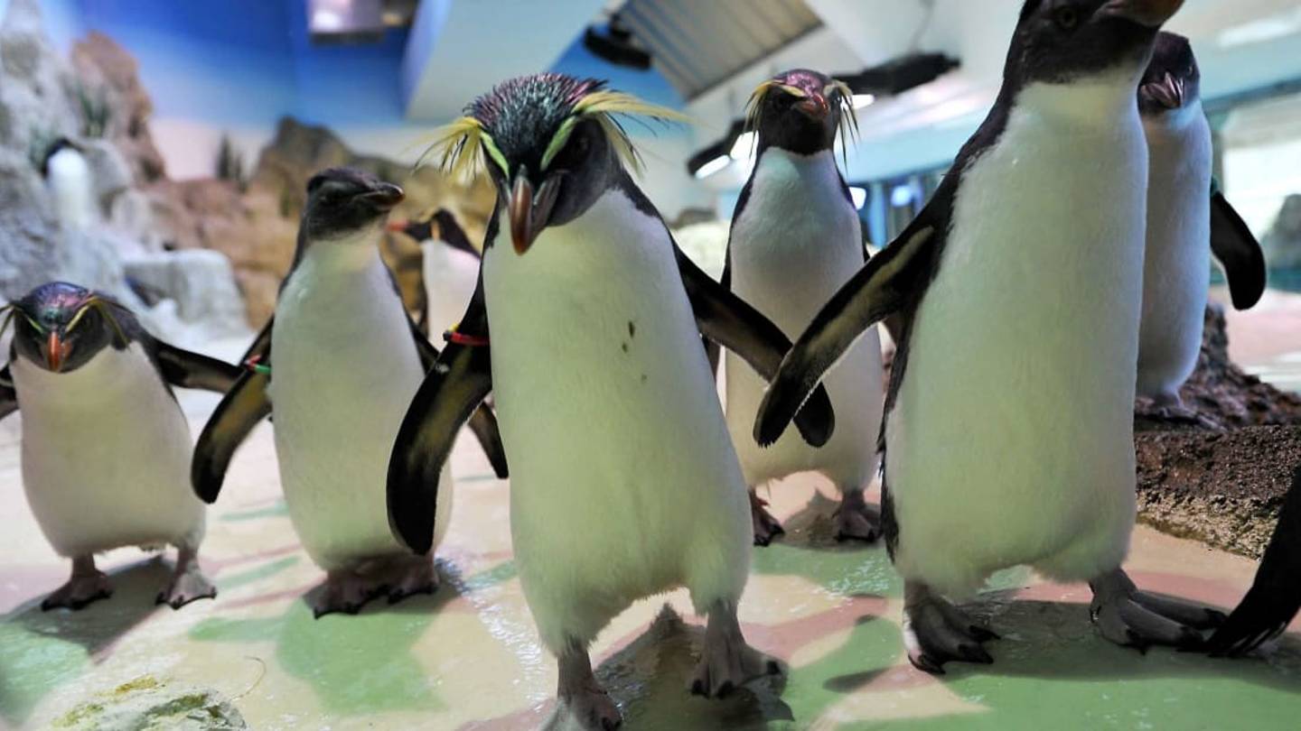 Watching Penguins Explore Chicagoâs Shedd Aquarium Is the Most Wonderful Thing Youâll See Today