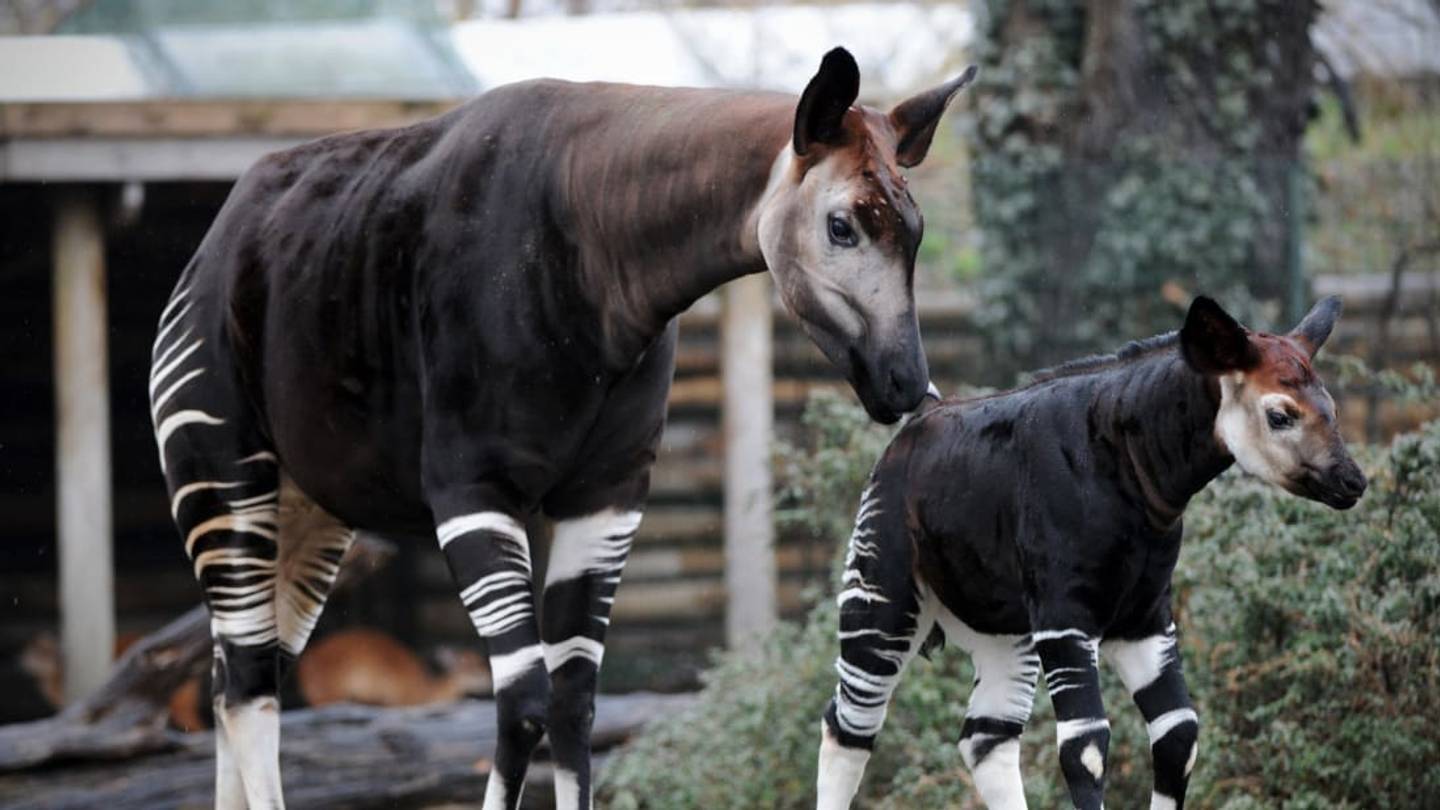 6 Animals That Show Mother Nature's Sense of Humor