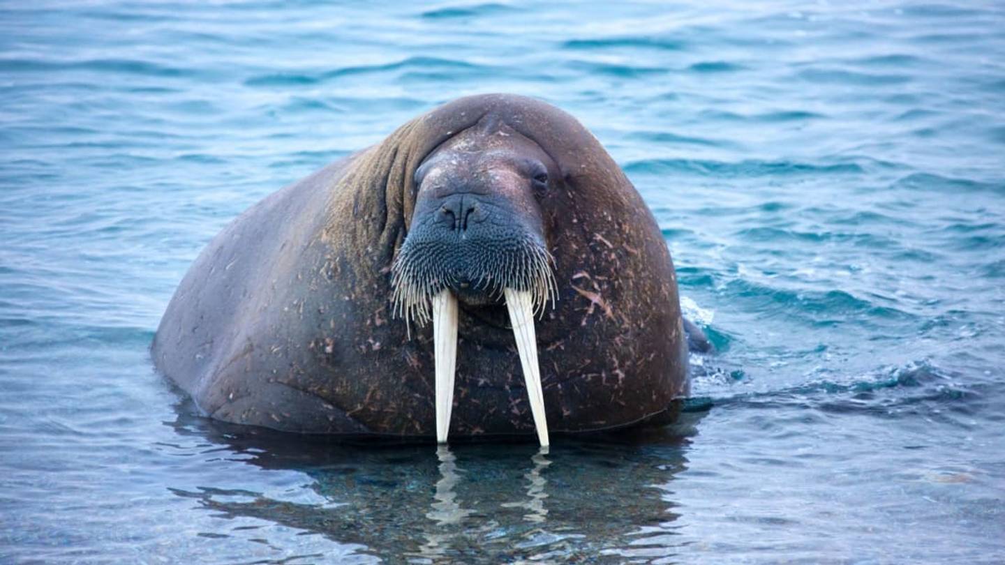A Walrus Was Spotted In Ireland for the Very First Time After Falling Asleep on an Iceberg