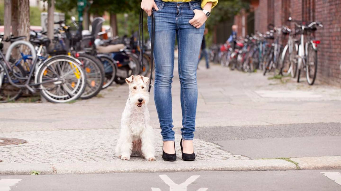 The 25 Most Pet-Friendly Cities in the U.S.