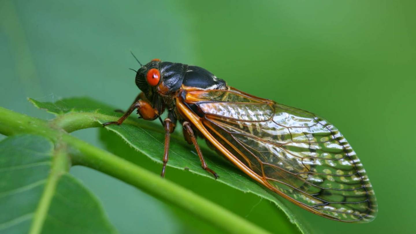 Louder Than Traffic: Listen to the Deafening Sounds of a Cicada Chorus