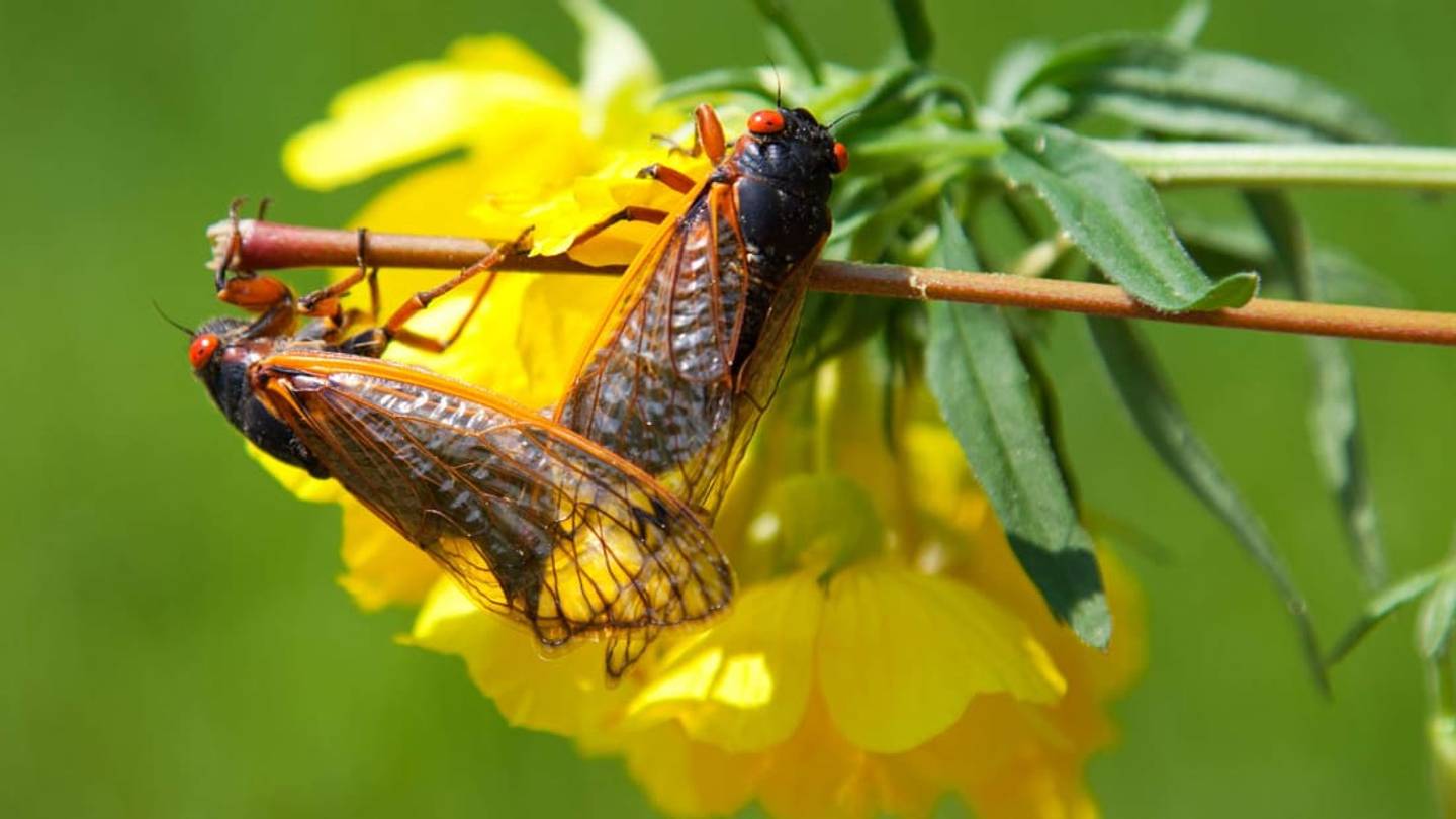 Weather Advisory: Itâs Raining Cicada Pee