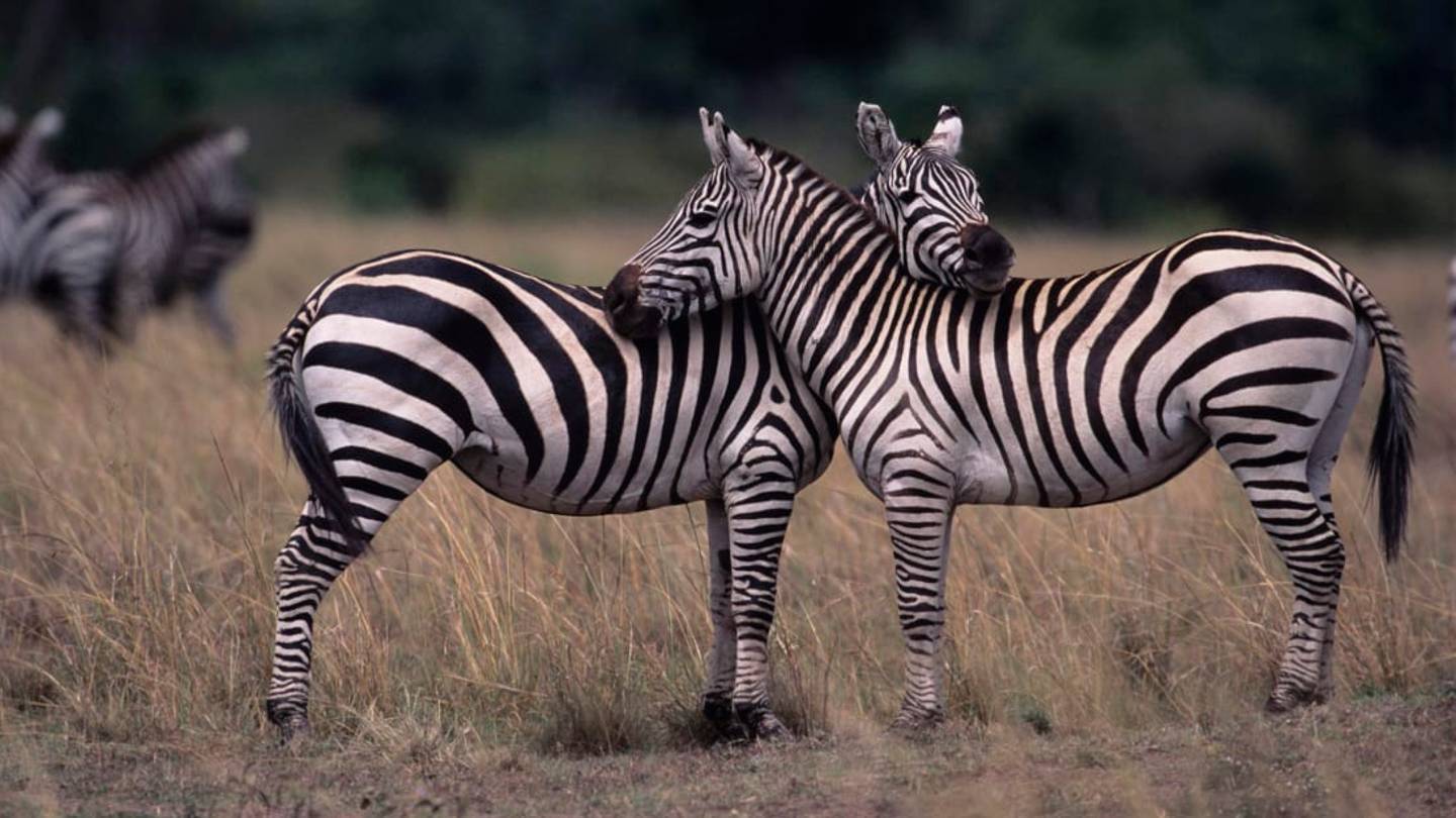 Are Zebras Black With White Stripes or White With Black Stripes?