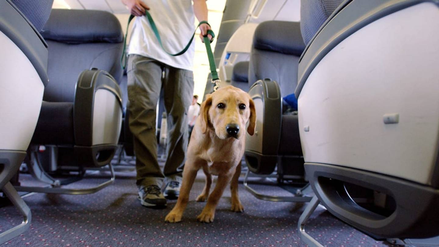 What Makes a Pet an Emotional Support Animal?