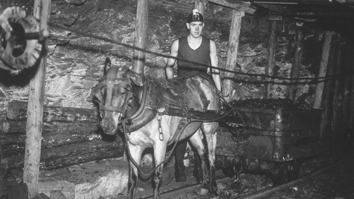 How Pit Ponies Replaced Children in the Coal Mines