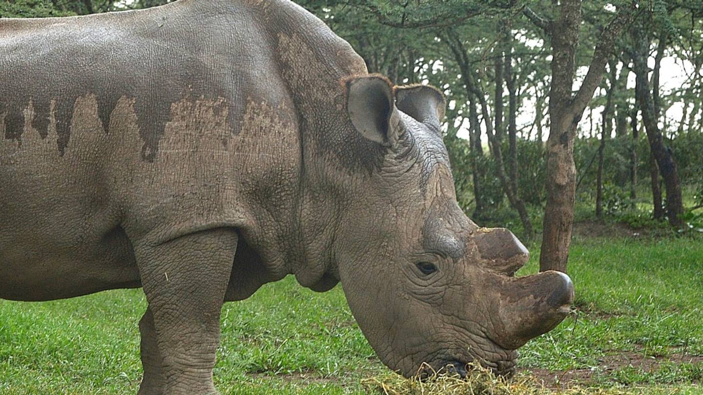 Remembering Sudan, the World's Last Male Northern White Rhino