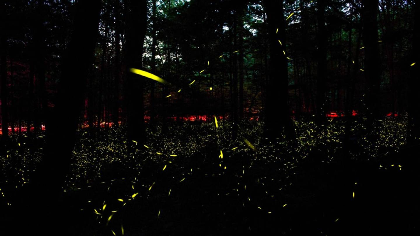 How to Watch the Great Smoky Mountains' Synchronous Fireflies From Home