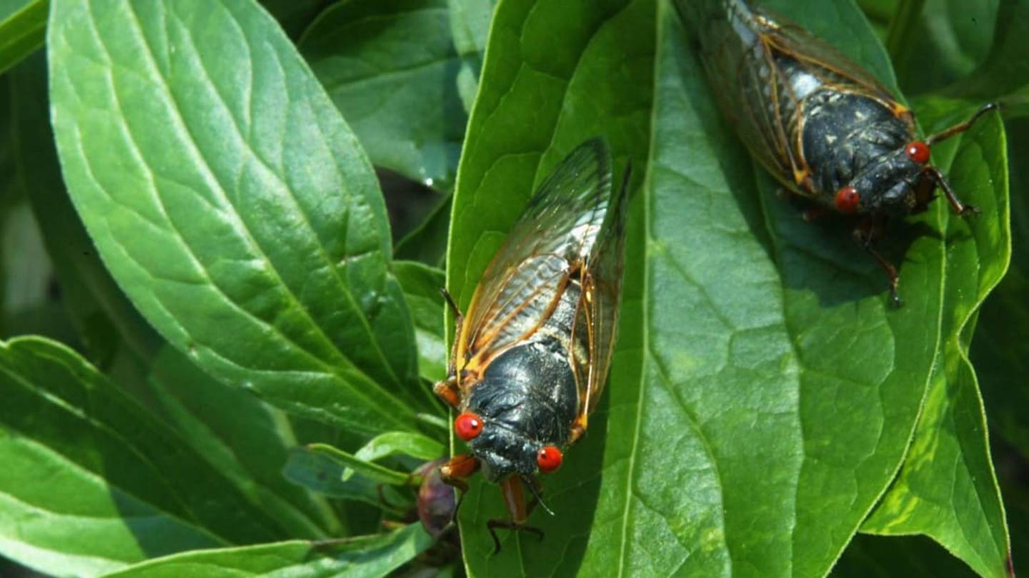The Cicadas Are Coming! 1.5 Million Cicadas Are Ready to Emerge After Nearly 20 Years Underground