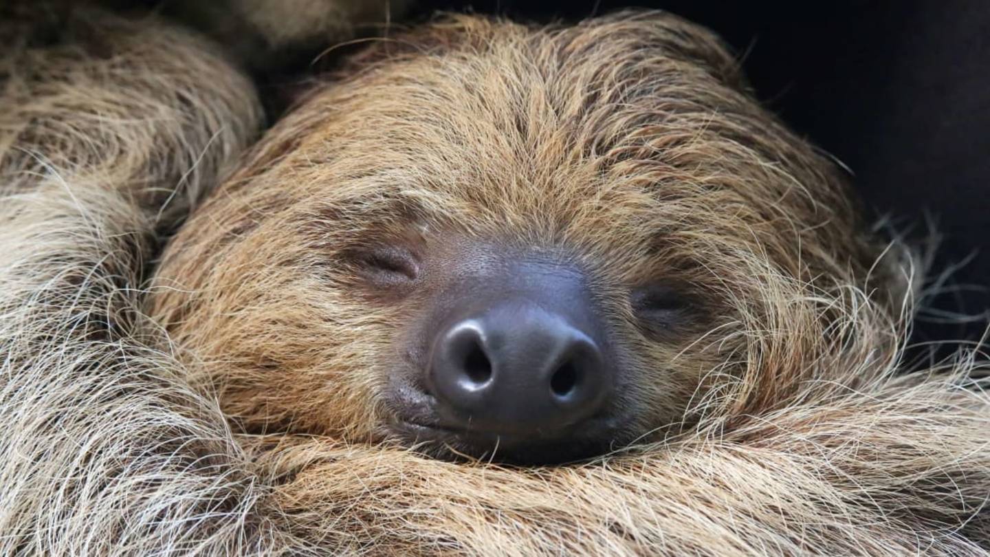 Paula the Two-Toed Sloth Is Officially the Oldest Sloth in Captivity