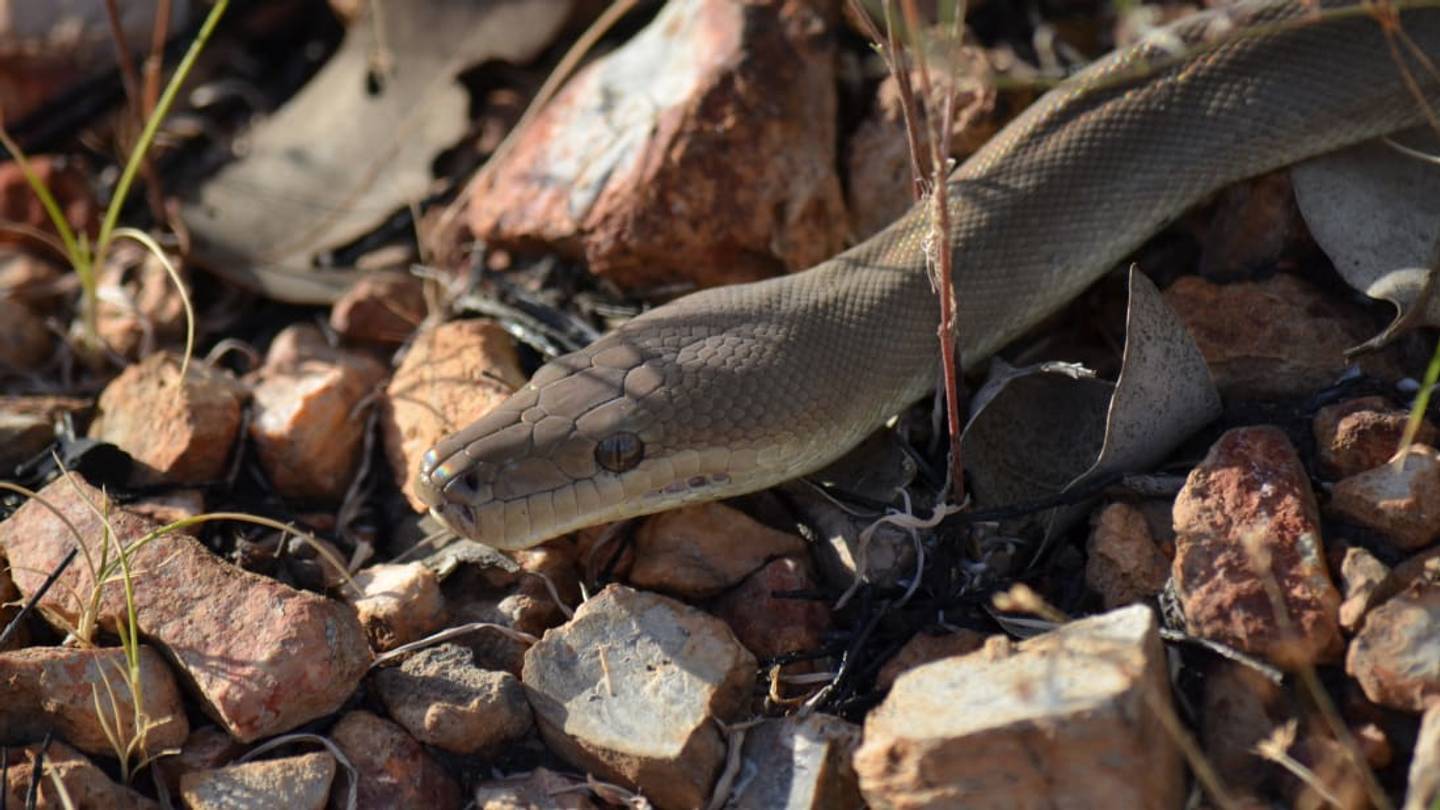 A Python Swallowed a Crocodile Wholeâand a Photographer Was There to Capture It All