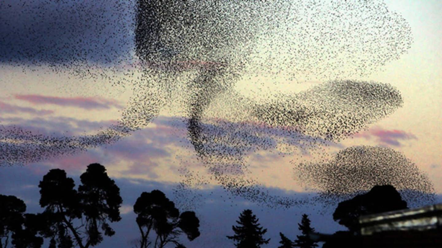 Starling Nests Make Huge Feasts for Pigs, Snakes, Insects, and Turkeys