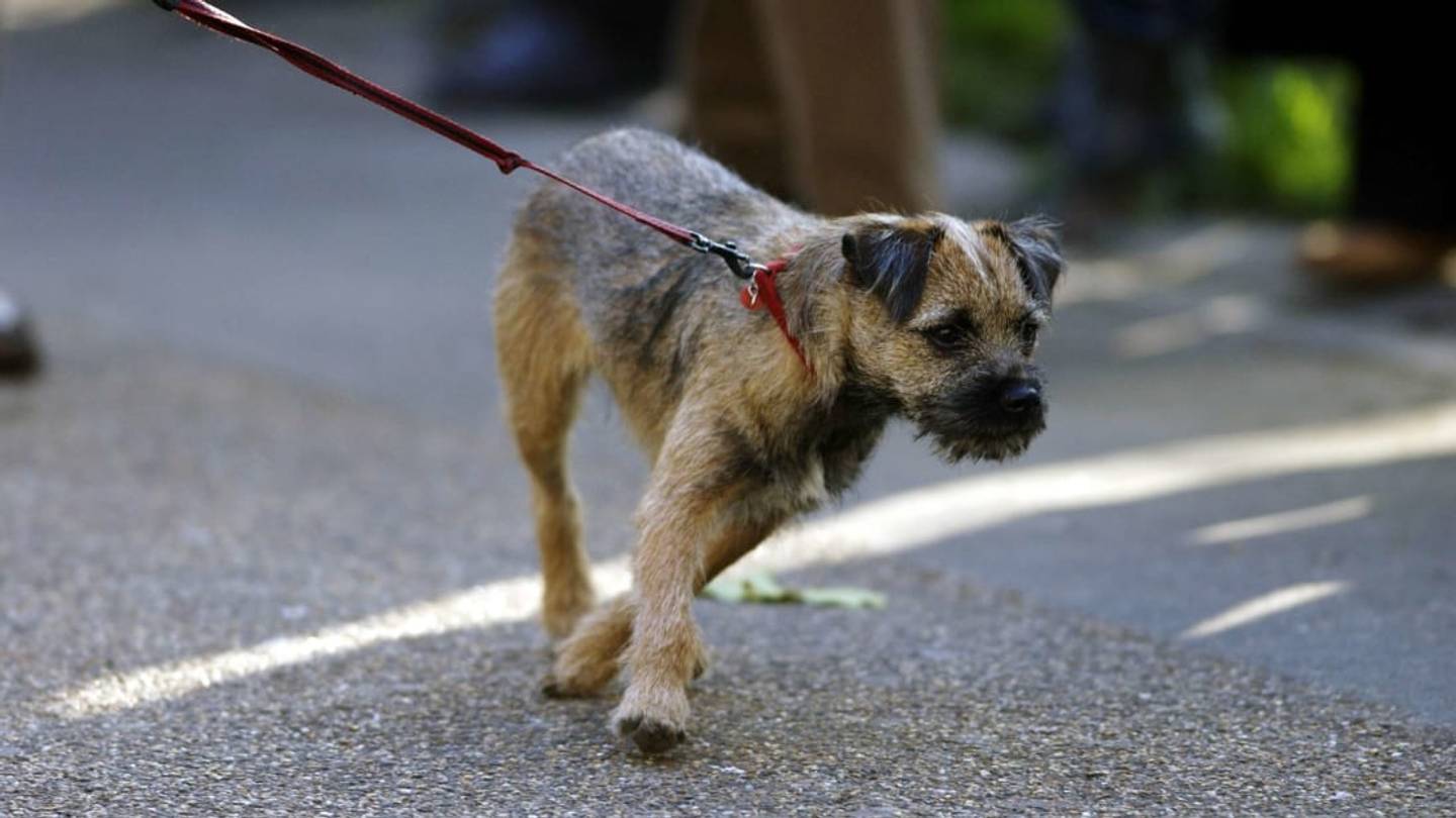 Youâre Probably Not Cleaning Your Dogâs LeashâBut Hereâs Why You Should Be
