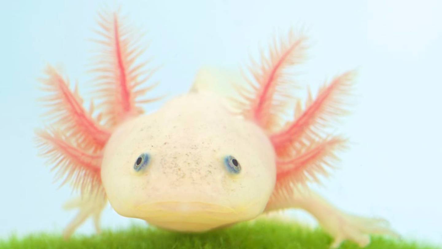 Americaâs 10 Most In-Demand PetsâAxolotl Included
