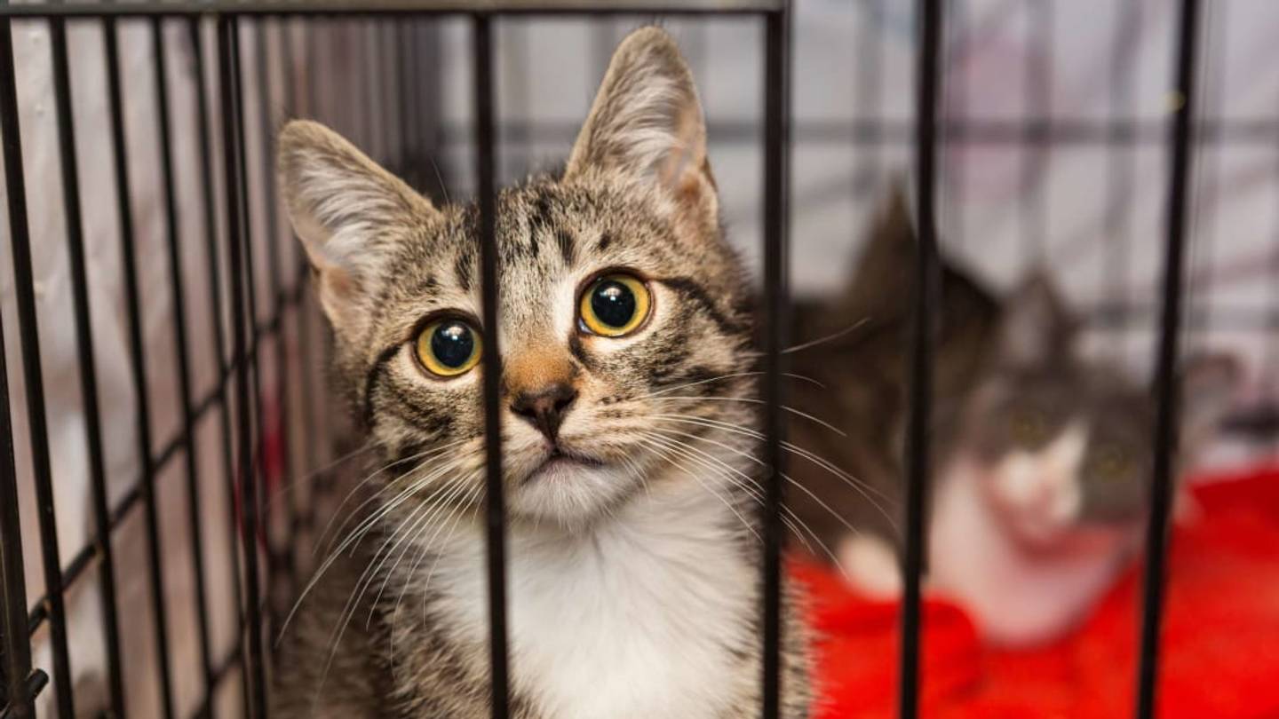 California's Wildfires Are Displacing Shelter Pets. Here's How You Can Help Them